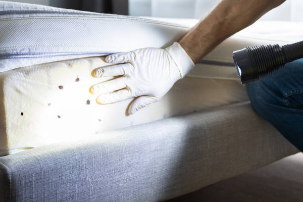 Flea Control Services in Hoffman Estates, IL