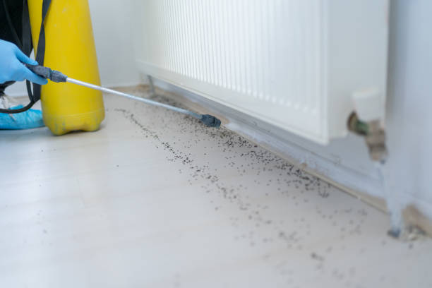 Best Mosquito Control Services  in Hoffman Estates, IL