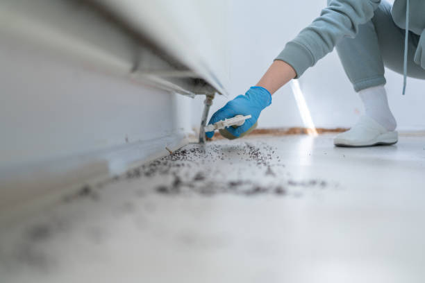 Bird Control in Hoffman Estates, IL